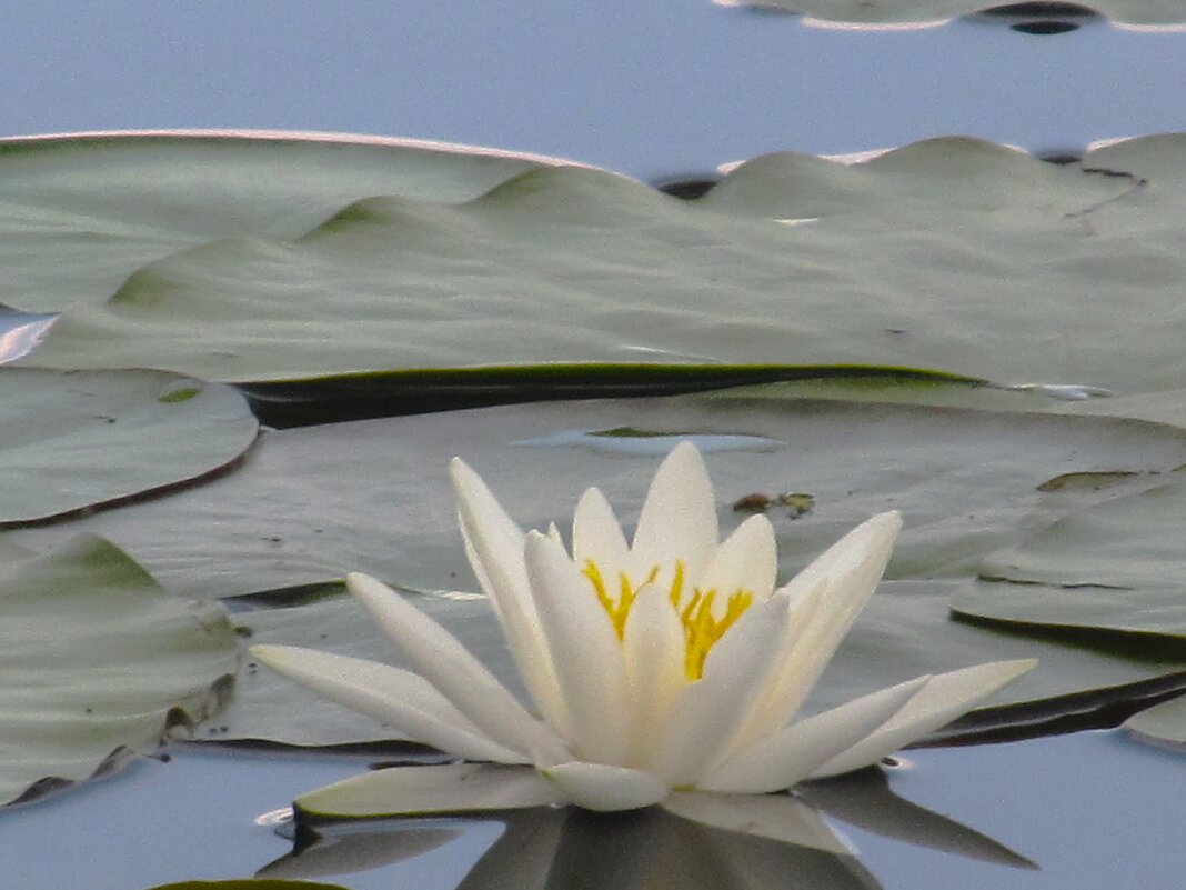 Усманка - Елена Шаламова