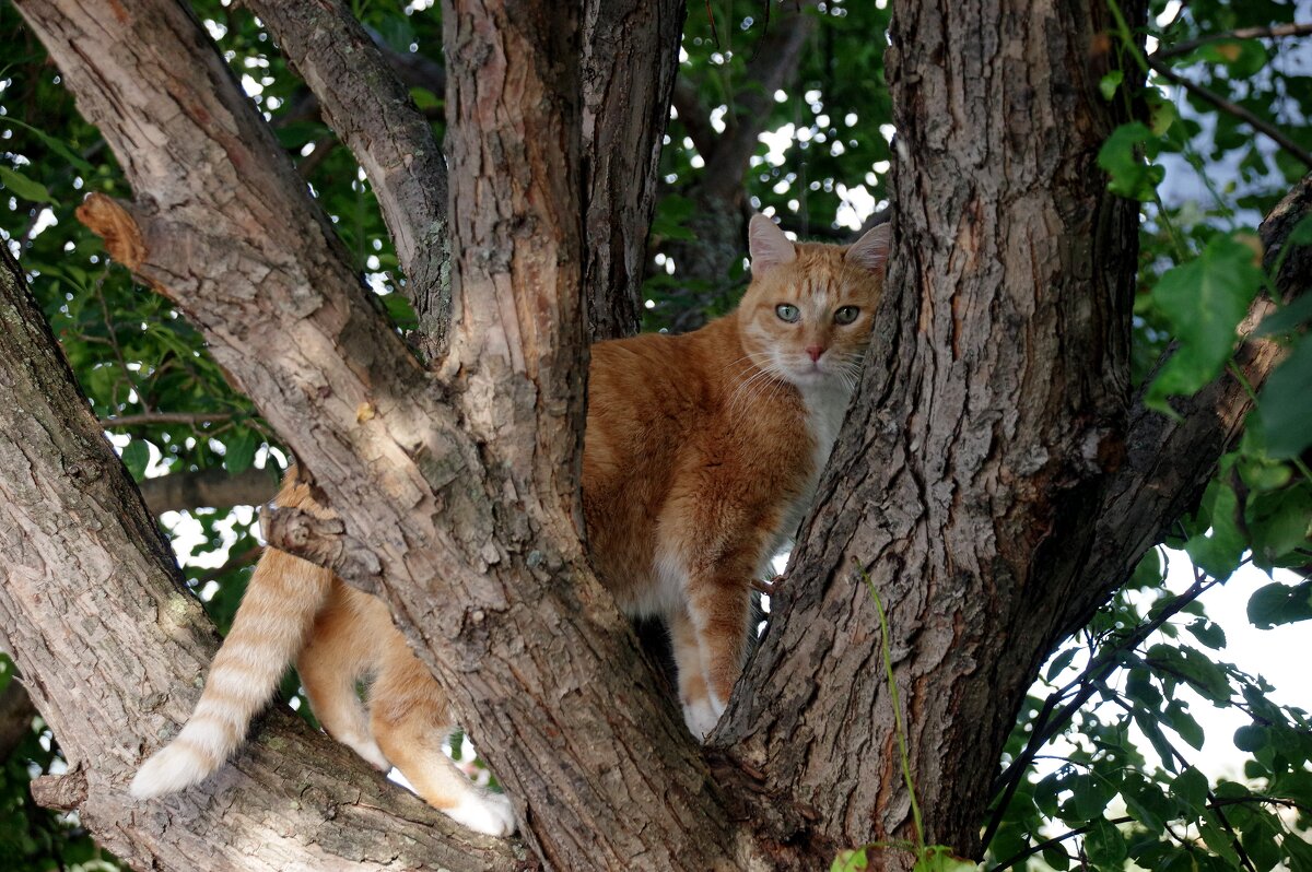 Сам не понял как залез - Сергей Швечков