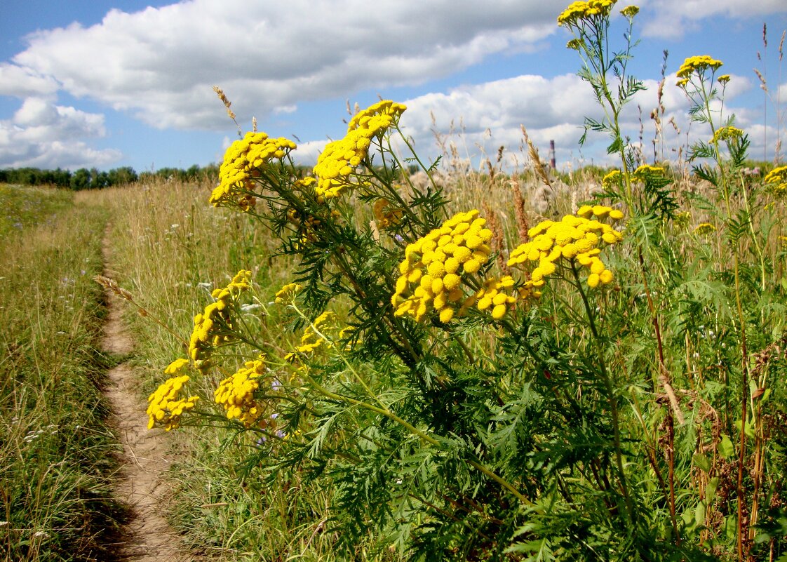 август... - Галина Флора