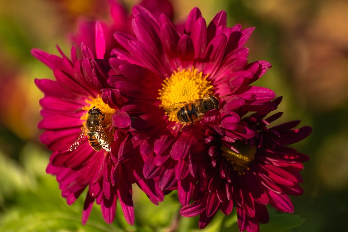 *** - Игорь Сикорский *** - Игорь Сикорский