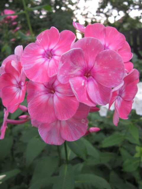 Флокс Салмон Глоу - Дмитрий Никитин Флокс Салмон Глоу - Дмитрий Никитин