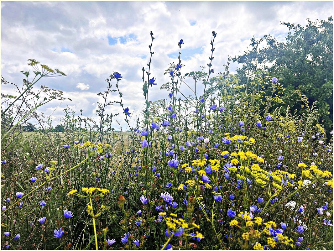 На лесной опушке. - Валерия Комова