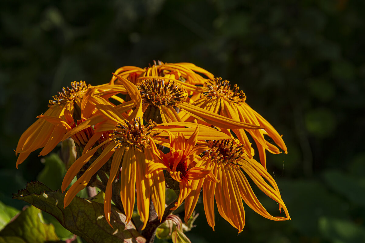 Букетик от природы. - Петр Беляков
