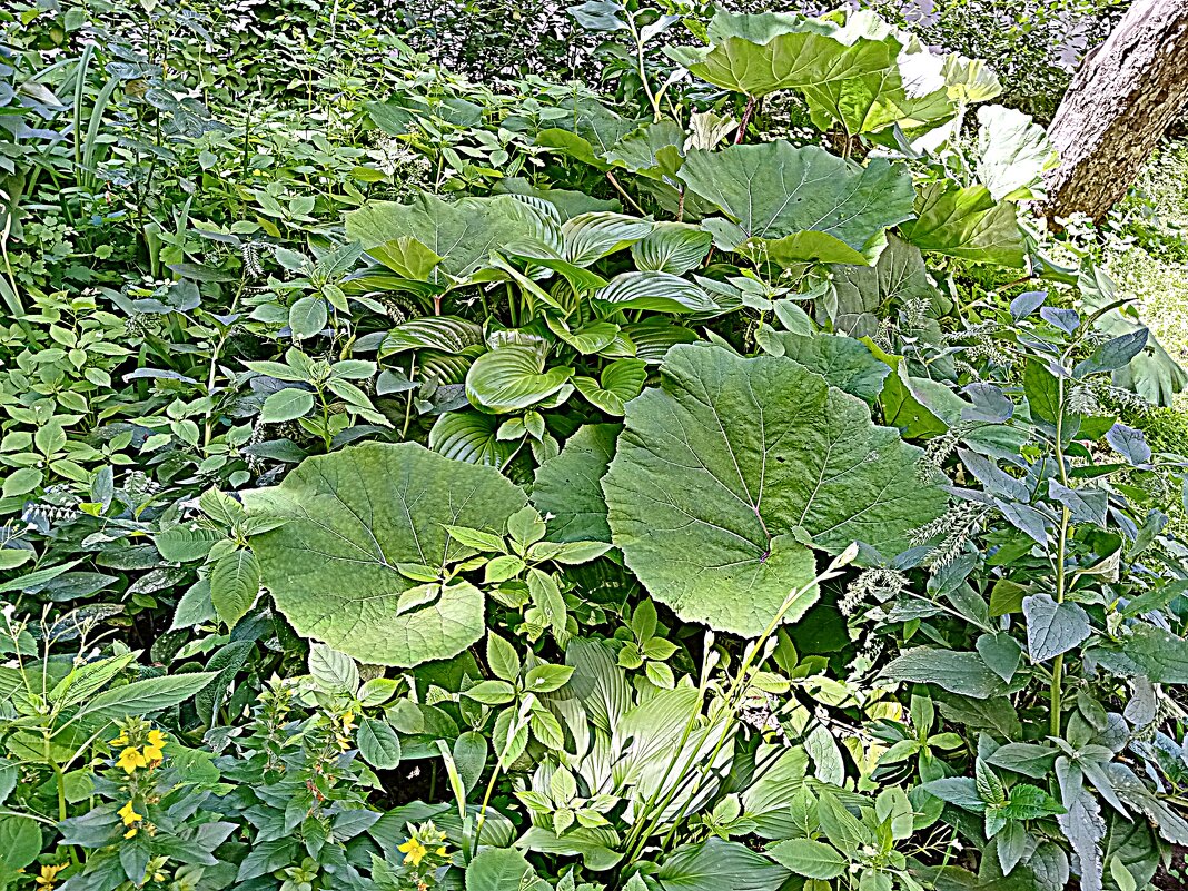 Цветы. - Владимир Драгунский