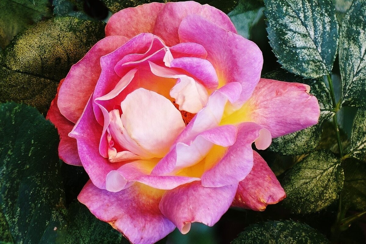 Роза - Рита Симонова