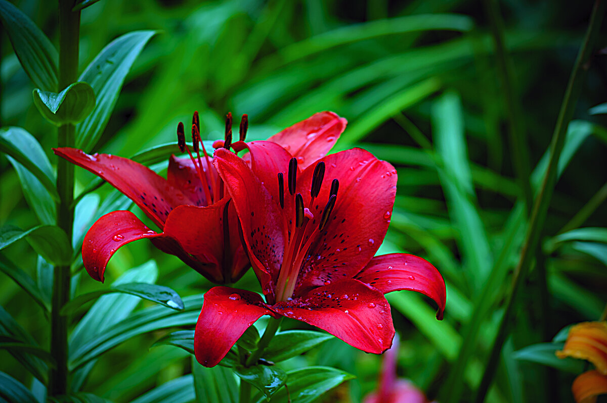 Фотозарисовка - Владимир Кроливец