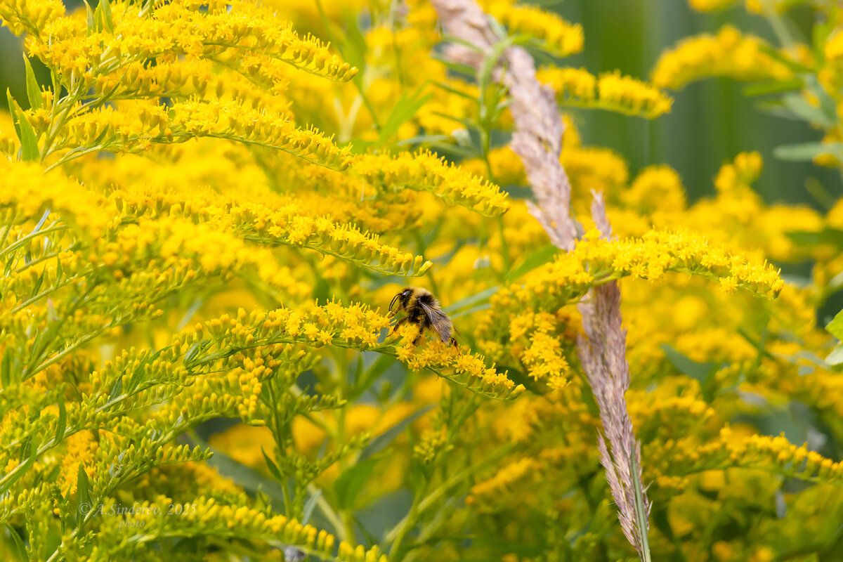 Шмель на золотарнике - Александр Синдерёв