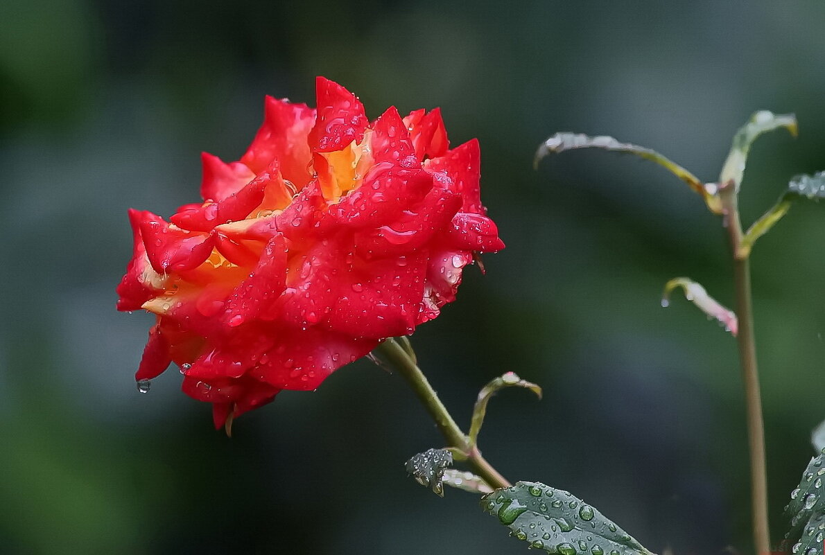 Розы нашего лета... - Николай Саржанов