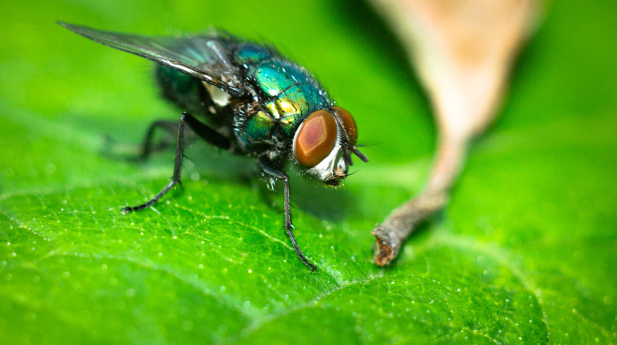 A fly on a leaf | 11 - Sergey Sonvar