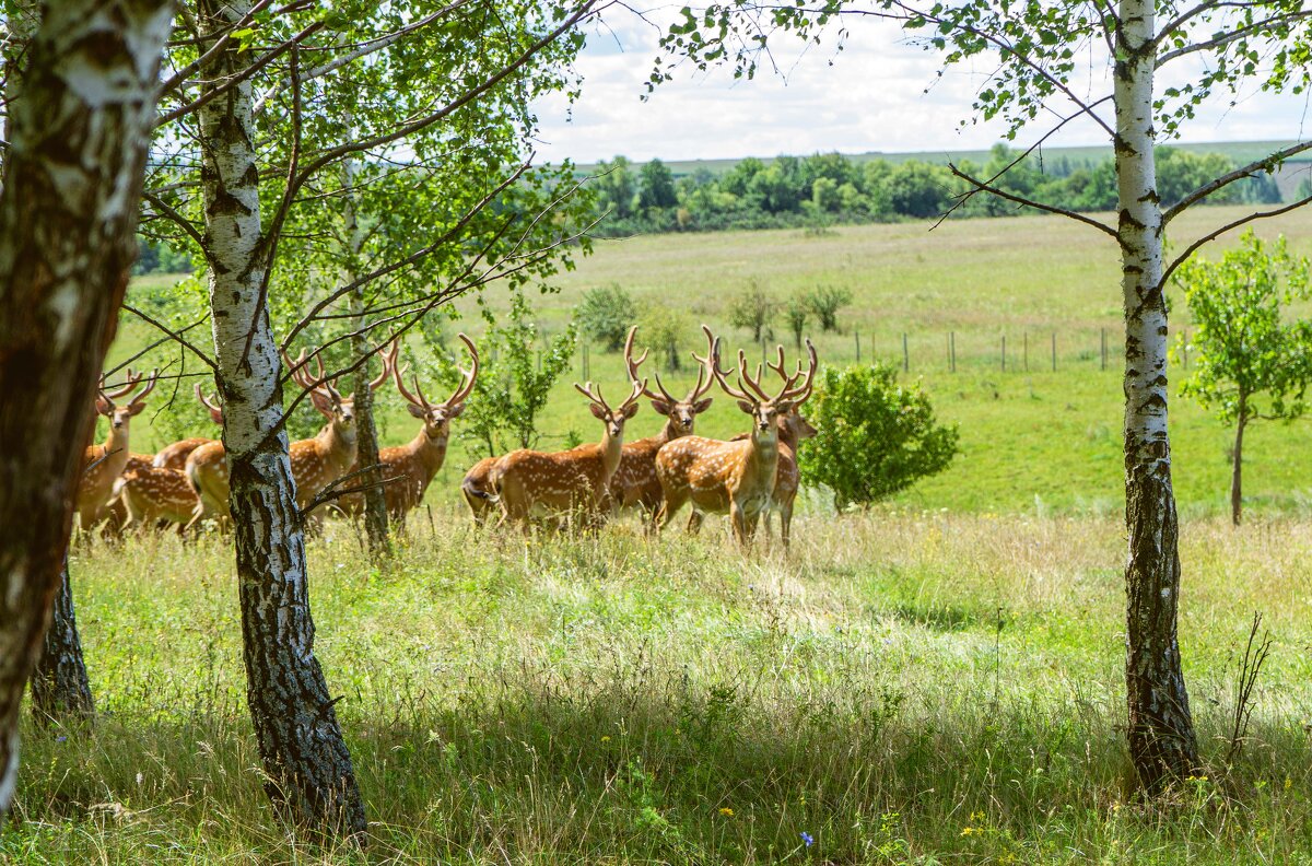 Природный парк "Олений" - Дмитрий Ряховский