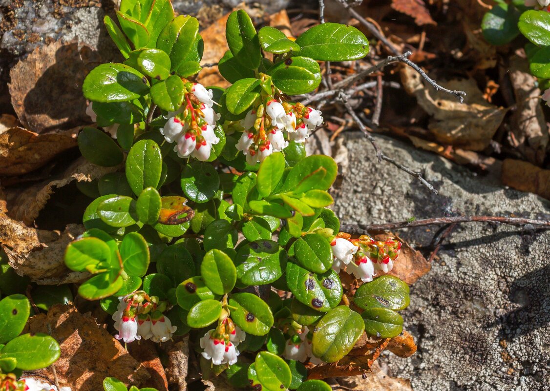 Краски лета. Цветущая брусника. - Алексей Трухин