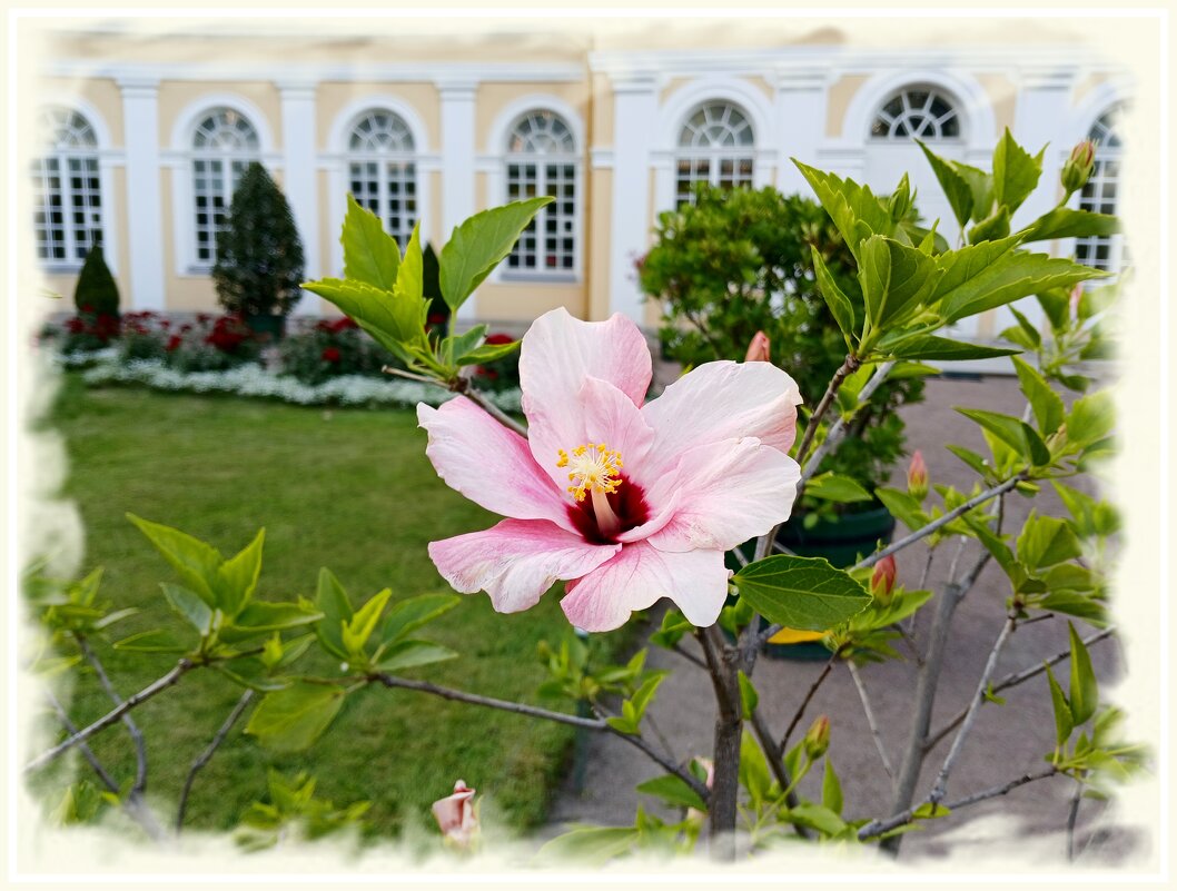 Гибискус. - Лия ☼