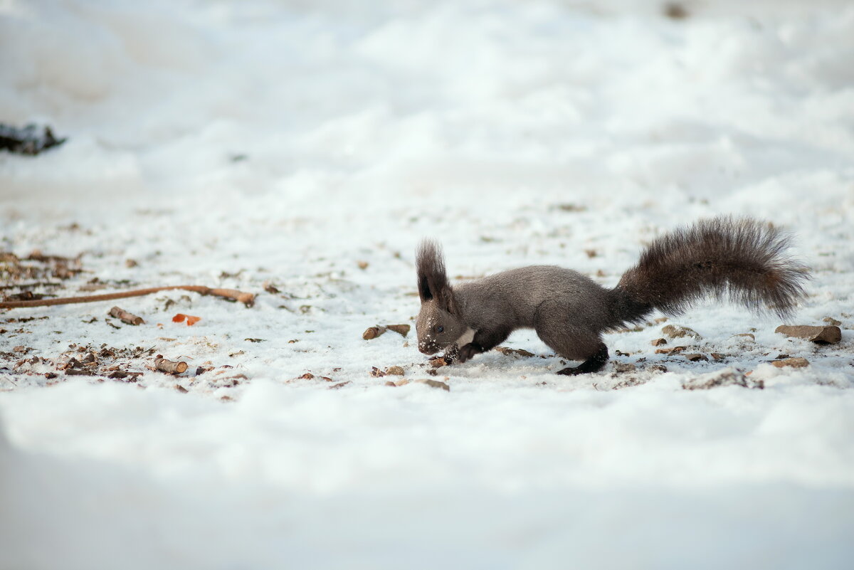 Белка - Вячеслав Дроздов