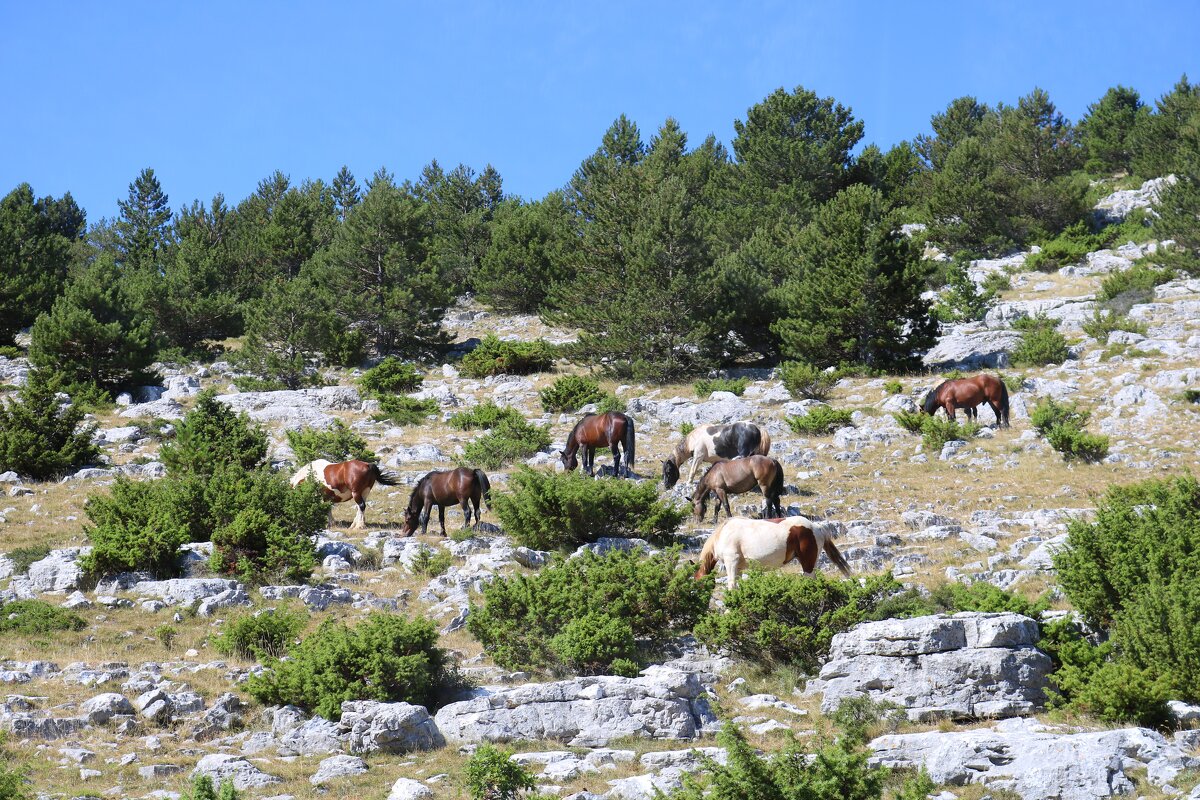 дикий табун - Светлана Баталий дикий табун - Светлана Баталий