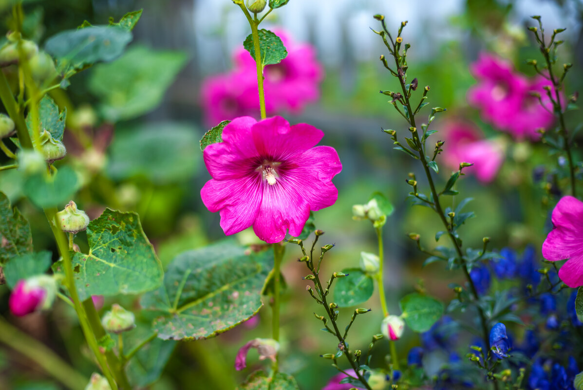 Цветы - А кузнецов