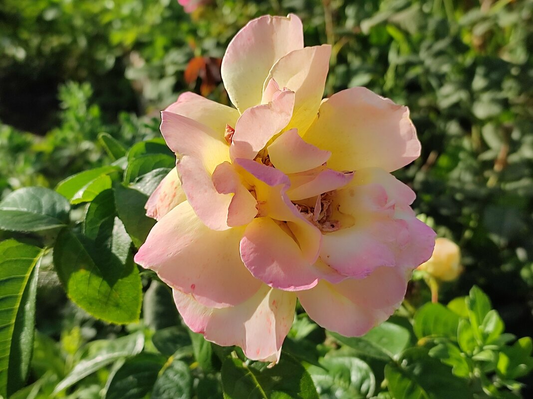 Нежность - Валентина Богатко 