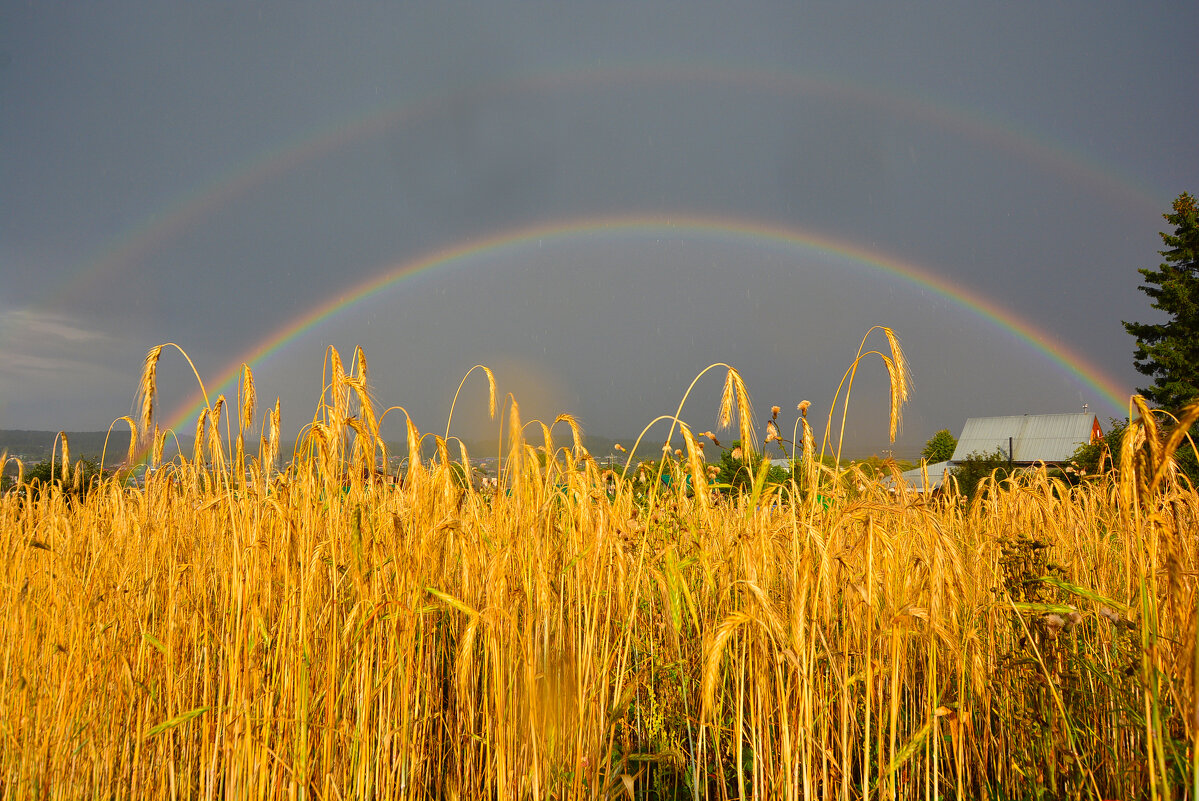 радуга после грозы - леонид логинов