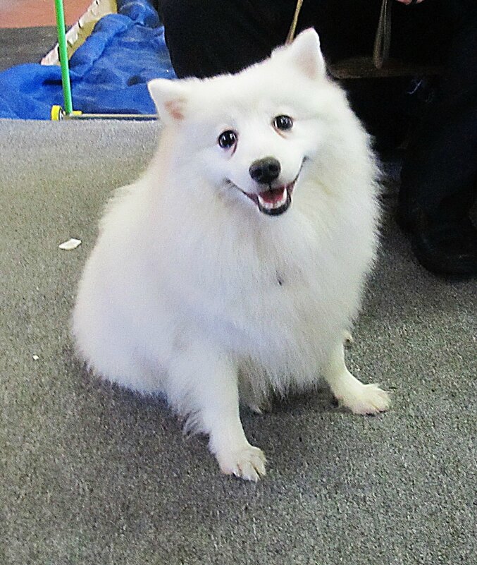 Собака-улыбака - PRP 