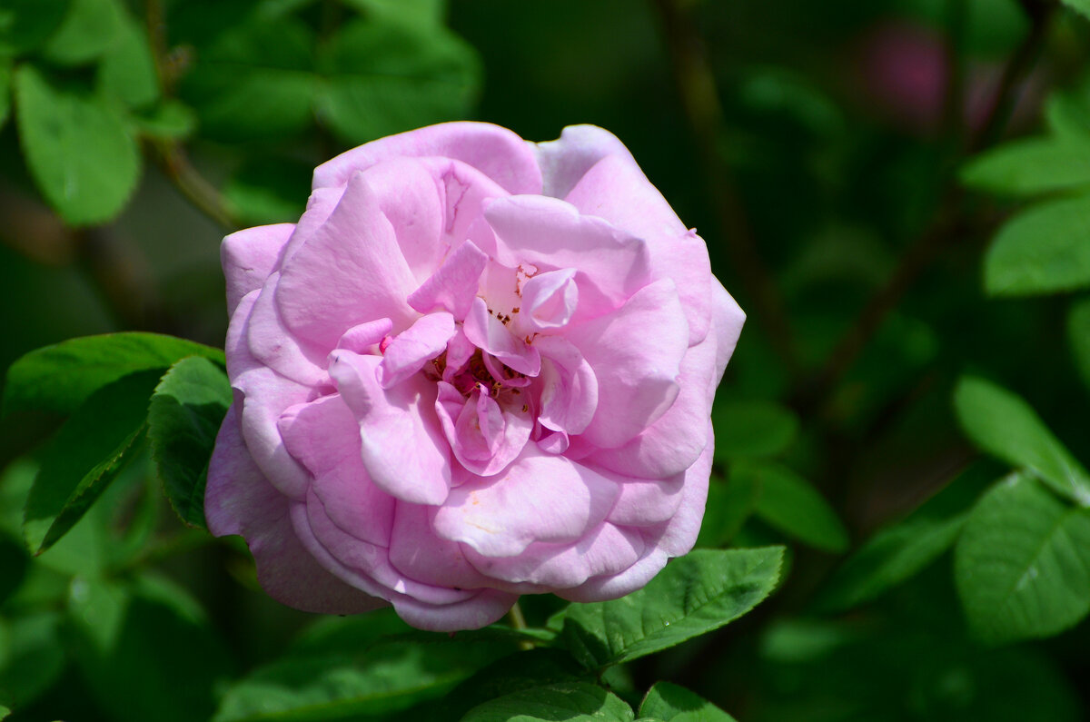 Лето в Ботаническом... Июнь. - Наташа *****