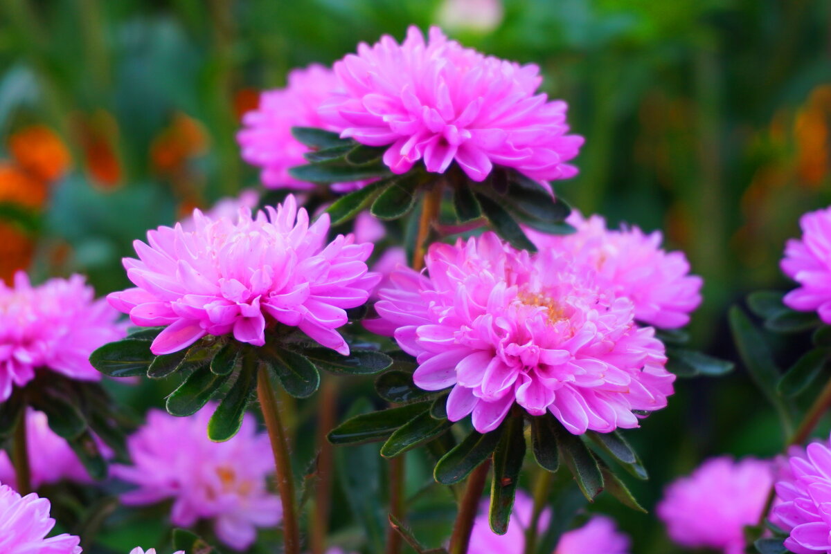 Астры - Сергей Ц