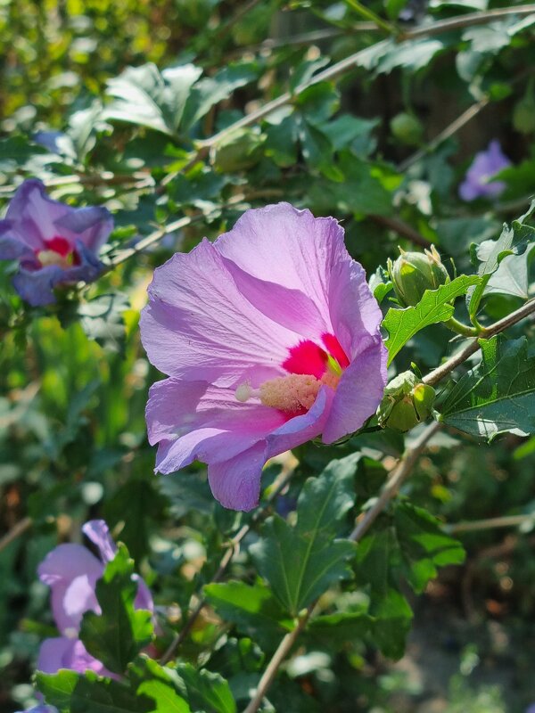 Застенчивое приветствие - Наталья 