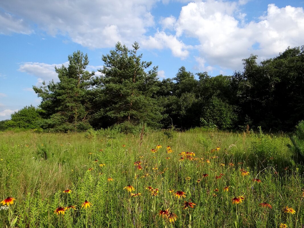 Лето - Антонина Гугаева