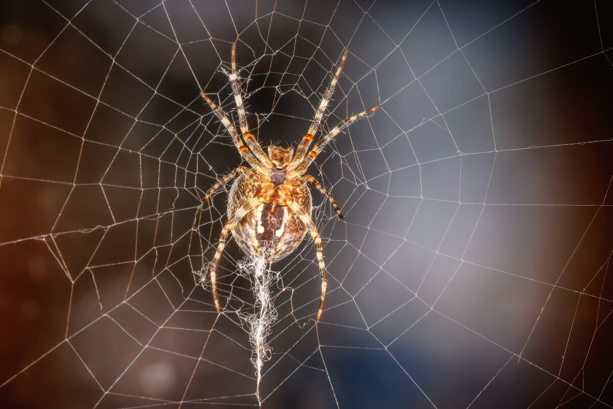 Арахнофобия - Владимир Колесников