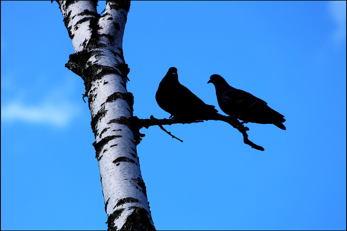 ** - Сергей Премонишын