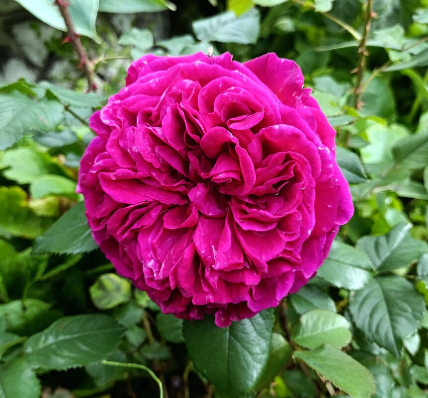 Роза. - Ирина ***