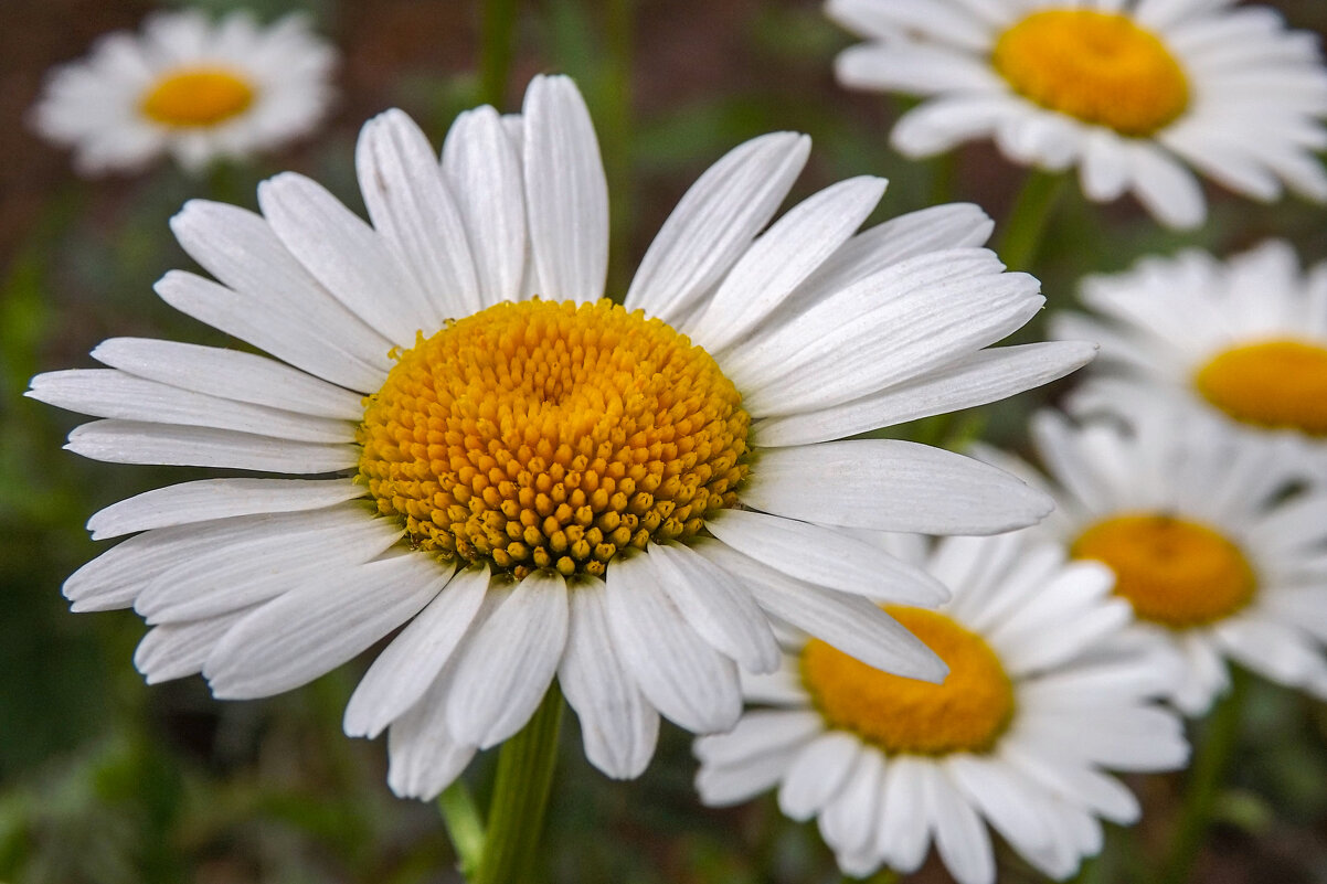 Ромашки - Валерий Елистратов