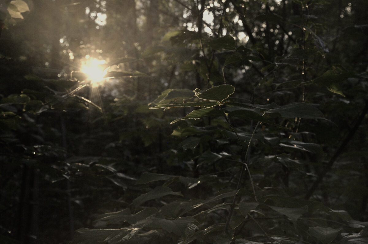 *** - Сергей Сергеев