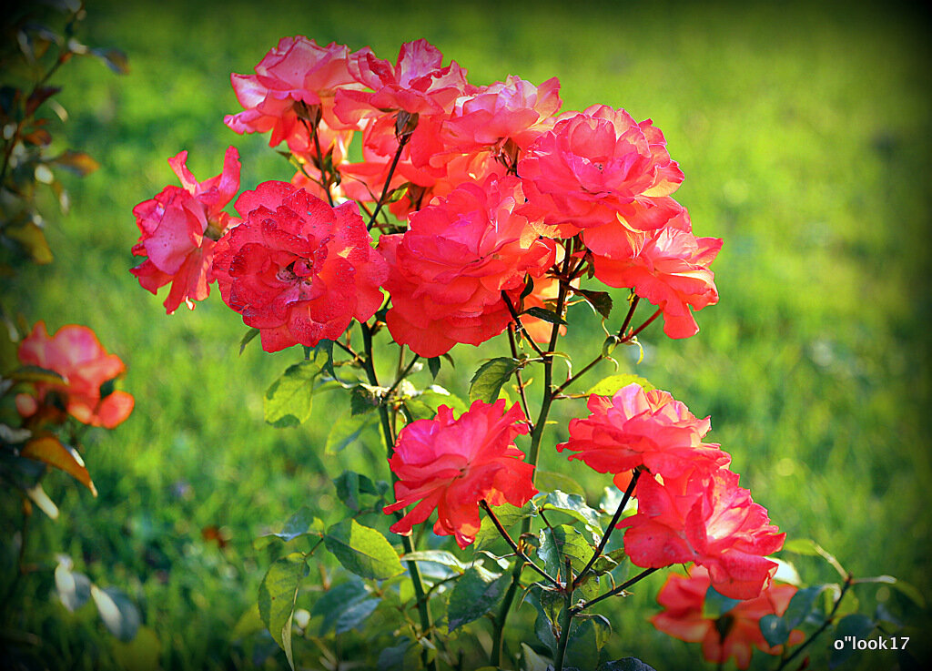 они на радость нам даны - Олег Лукьянов