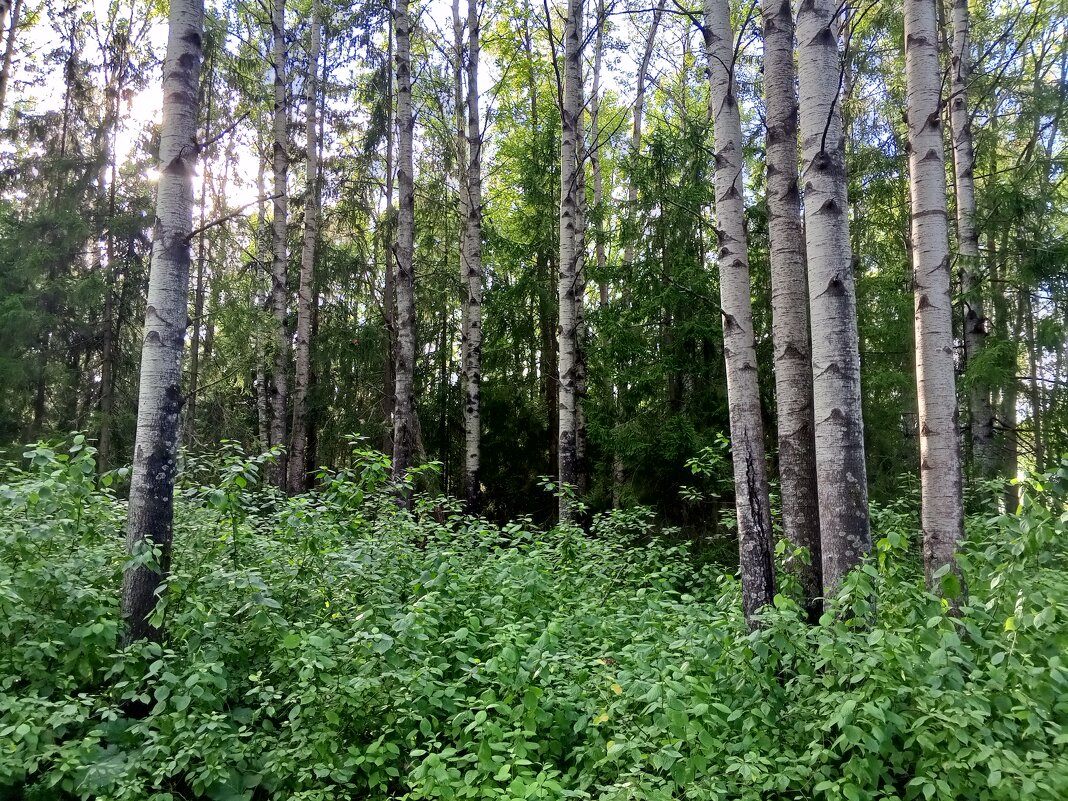 Лето - Сапсан 