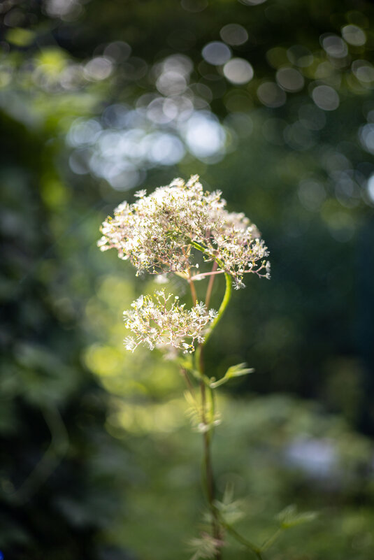 Валериана - Анастасия Фотографовна