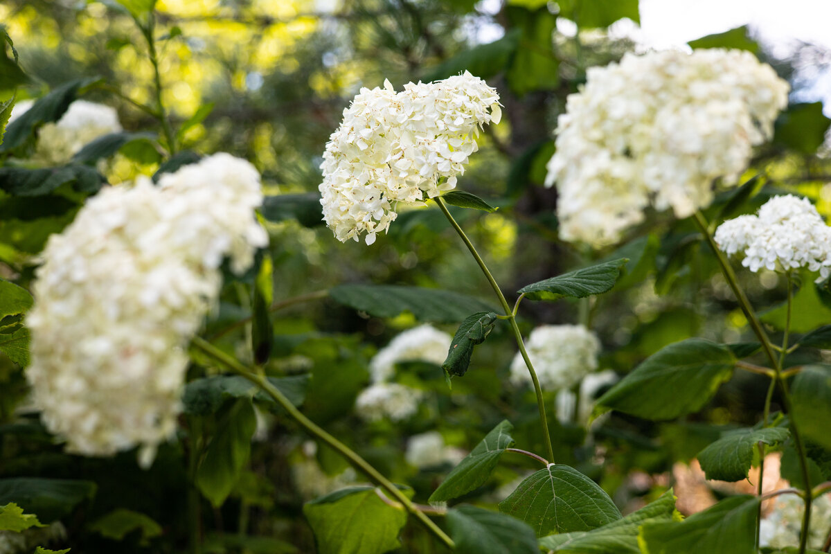 Гортензии - Анастасия Фотографовна
