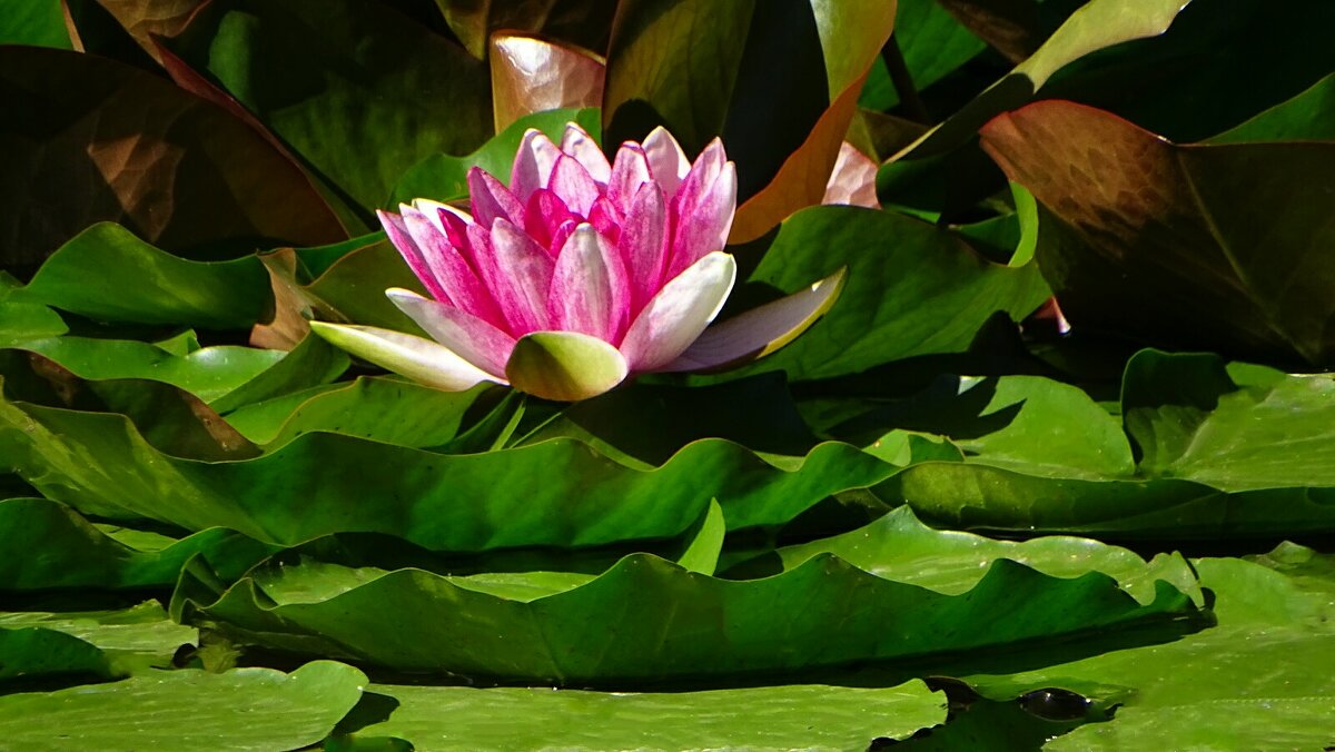 Водяная лилия. - Милешкин Владимир Алексеевич 