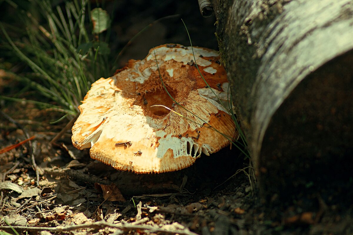 Валуй - Леонид leo