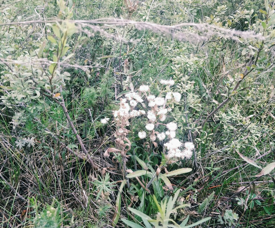 Цветы августа - Андрей Хлопонин