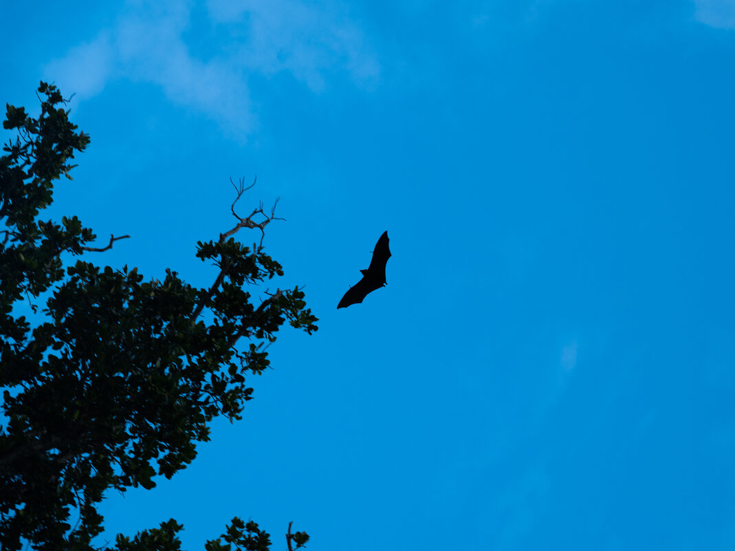 Летучая мышь в небе - Максим 