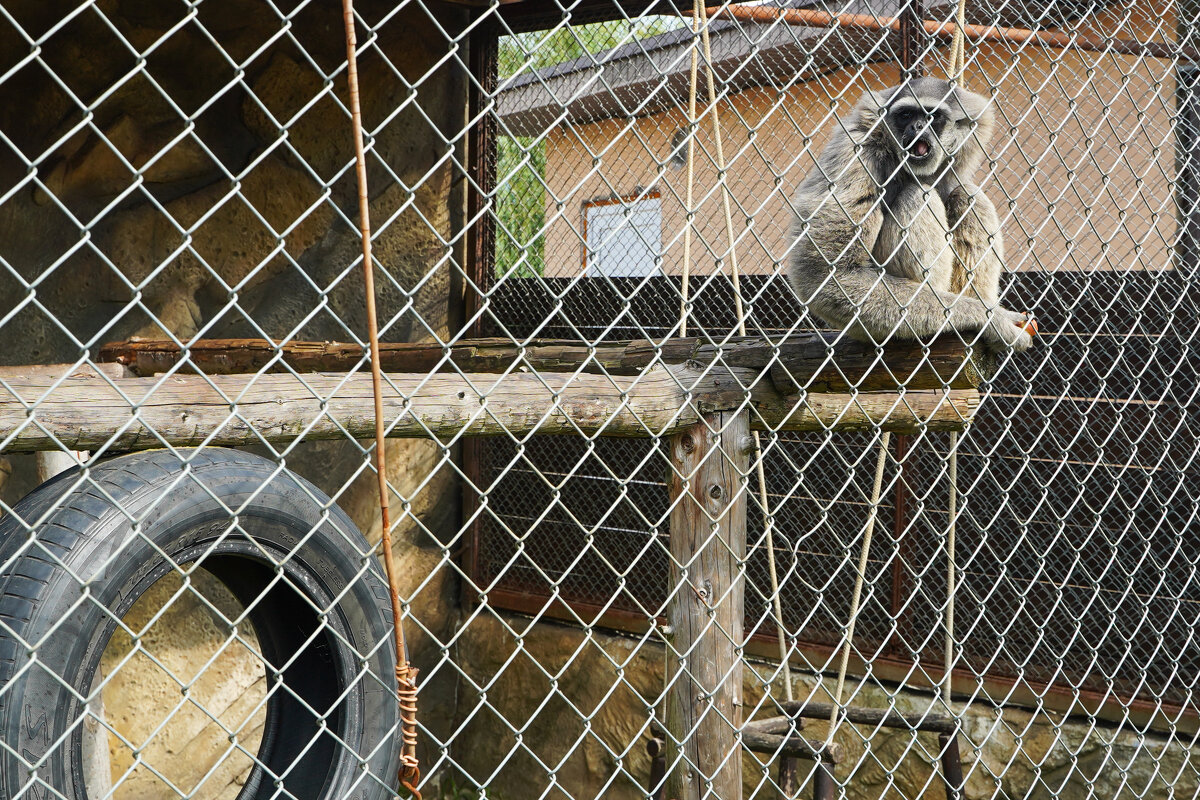 БРАТ_4 - Сергей Янович Микк