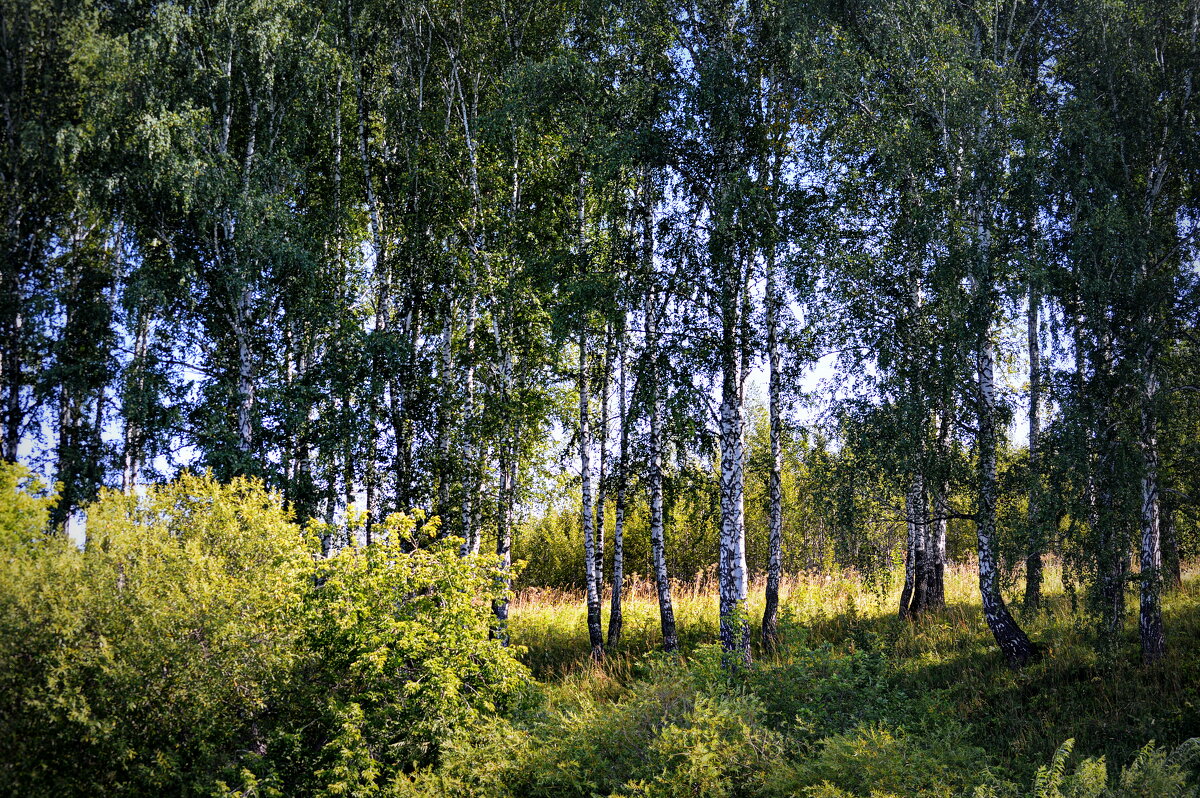 Родные берёзки - Татьяна Лютаева