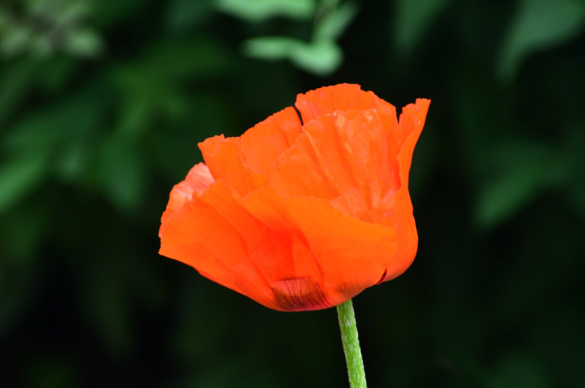 Лето в Ботаническом... Июнь. - Наташа *****