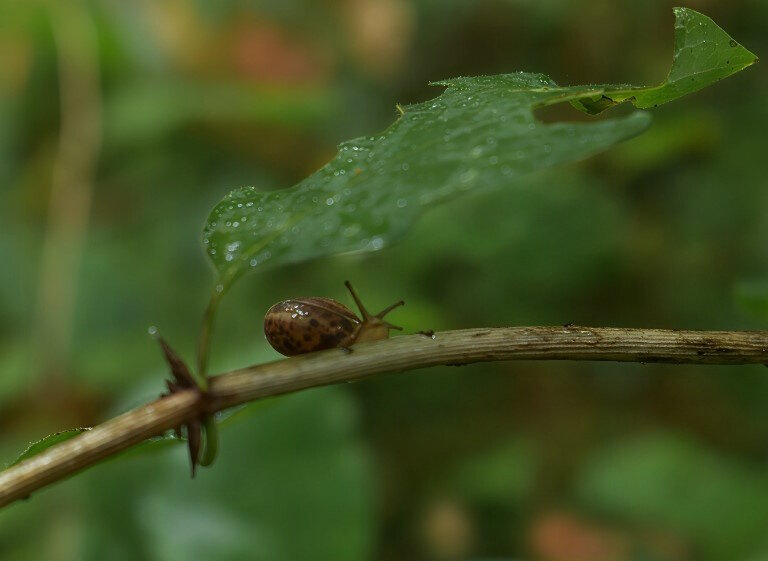 "улыбка" Улитки. - Анатолий Пашковский