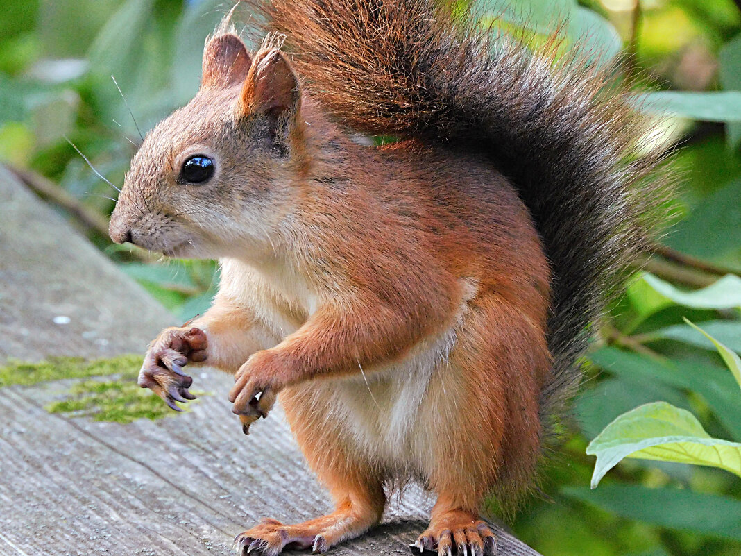 Белка - Лина 