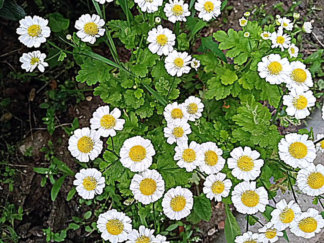 Цветы. - Владимир Драгунский