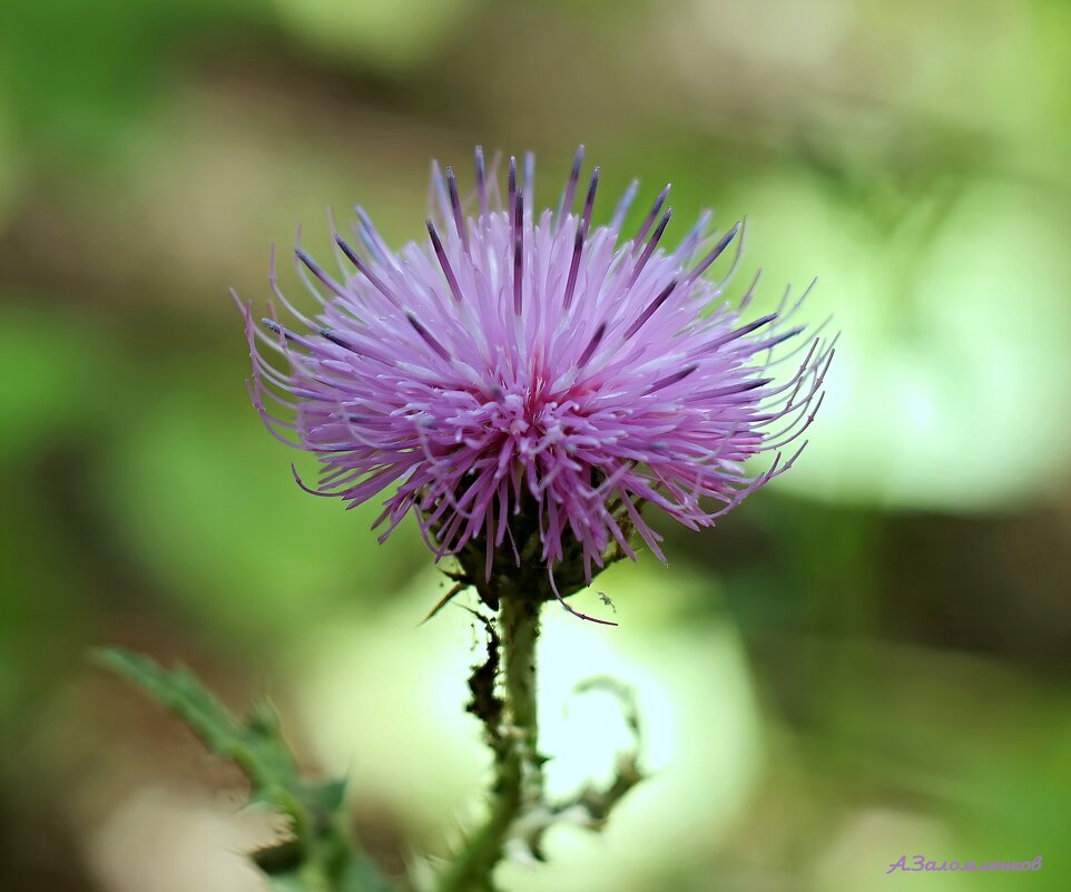 Ещё немного о калючках... - Андрей Заломленков