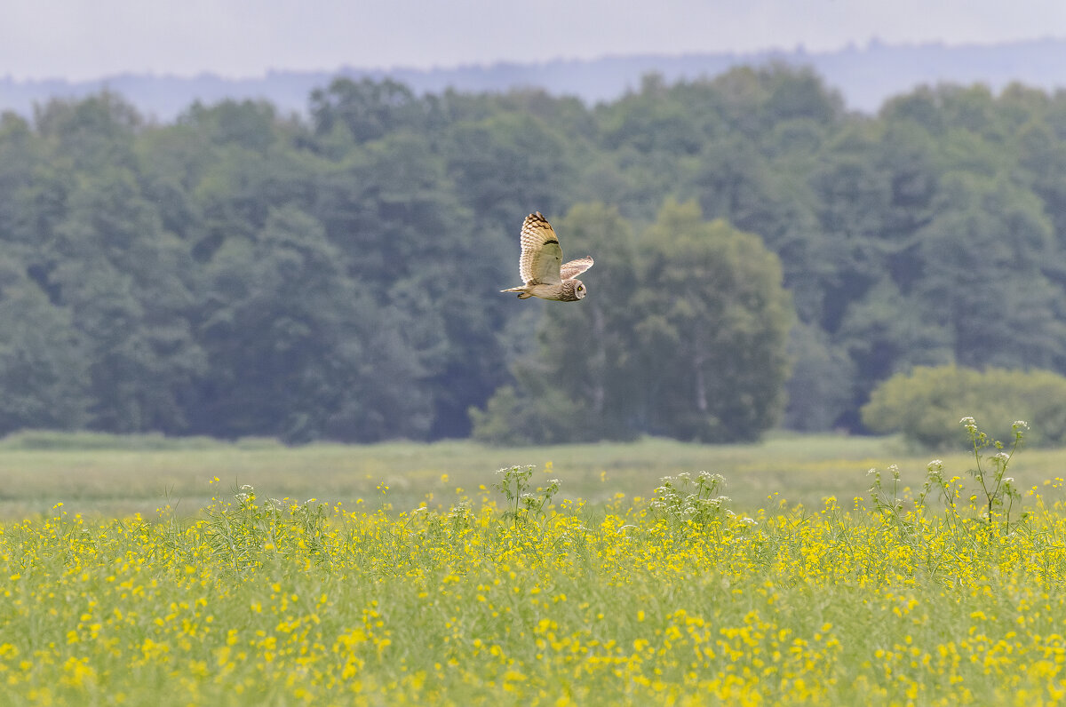 сова болотная - юрий макаров