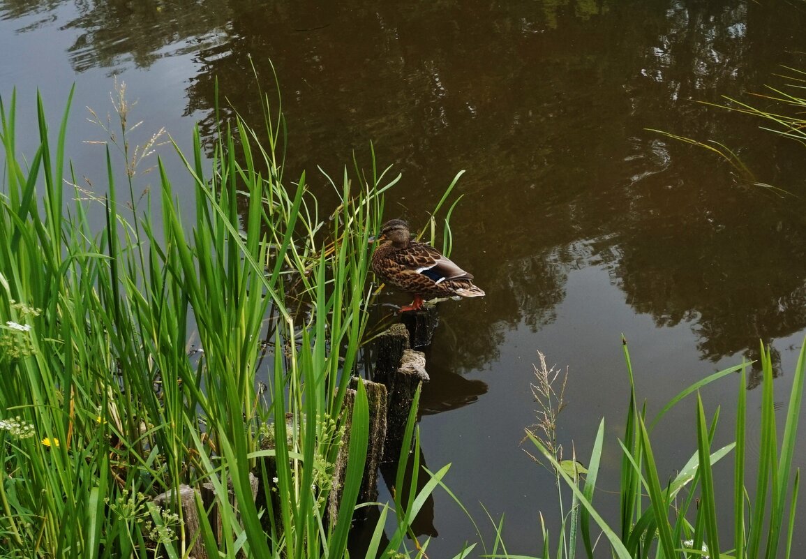 У берега - Nataly St. 