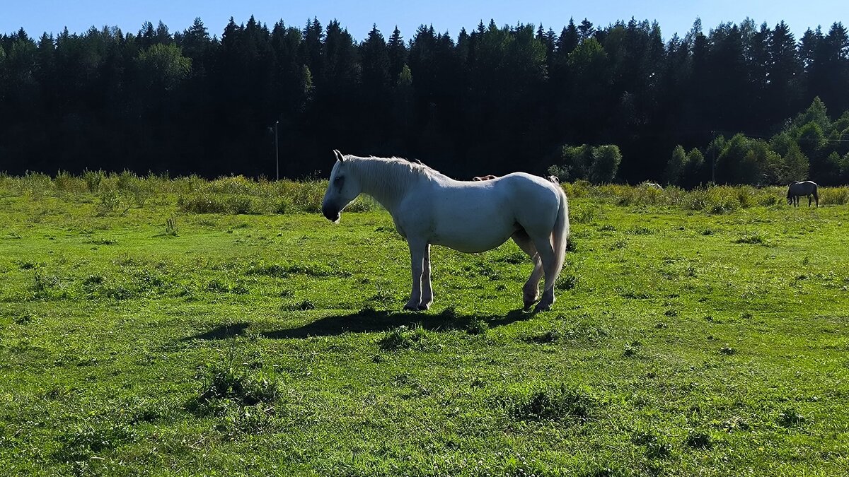 Июлька. - Ольга 