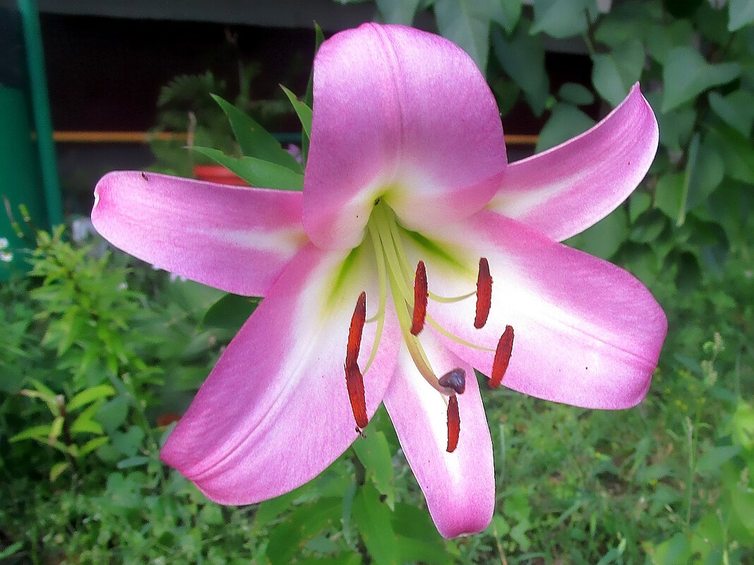 Лилия в саду - Ольга Довженко